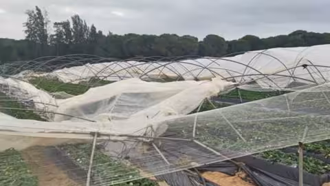 Da&ntilde;os en explotaciones de frutos rojos (Foto UPA Huelva)