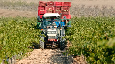 Un tractor en un cultivo de uva de vinificaci&oacute;n (Foto CARM) Archivo