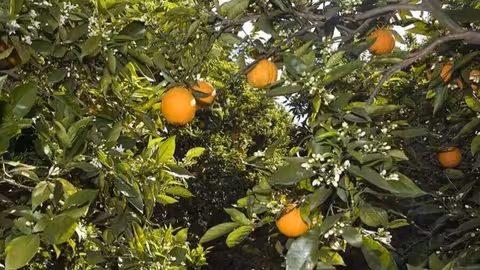 Huerto de naranjas (Foto AVA-Asaja)