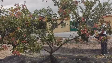 Recolecci&oacute;n de pistacho en en una finca ecol&oacute;gica (Foto Appistaco)