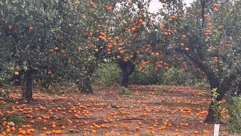 Mandarinas en el suelo por la fuerza del viento en una finca de Valencia (Foto AVA-Asaja)