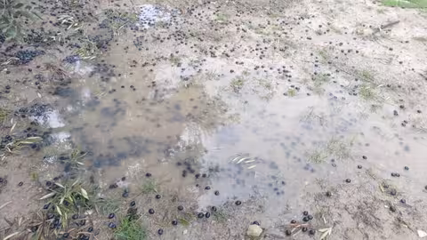 Da&ntilde;os en olivar por el temporal (Foto COAG Ja&eacute;n)