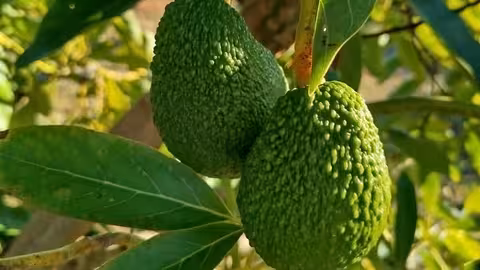 Aguacates en el &aacute;rbol (Foto ACA-Asaja)
