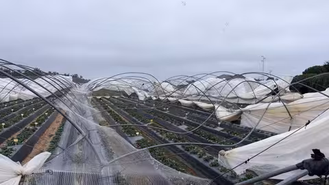 Da&ntilde;os en un invernadero en febrero de 2026 (Foto Agroseguro)