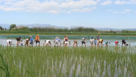 Plantada del arroz en el delta del Ebro (Foto SEOBirdLife) Archivo
