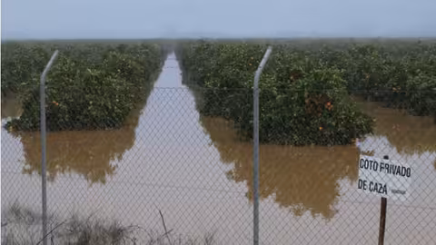 Finca de c&iacute;tricos inundada (Foto Consejer&iacute;a de Agricultura de Andaluc&iacute;a)