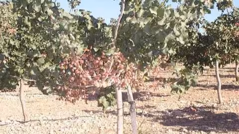 Finca de pistachos (Foto Cooperativas Agro Alimentarias de Castilla-La Mancha)