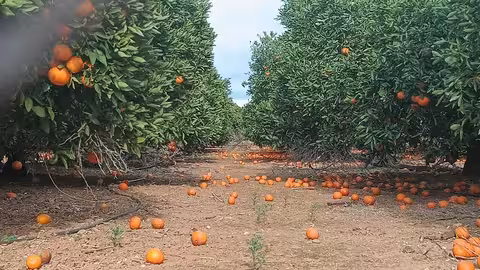 Naranjas en el suelo por los fuertes vientos (Foto La Uni&oacute;)