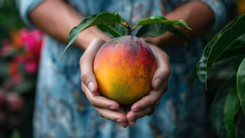 Naturaleza muerta del mango (Foto National Mango Board)