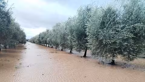 Olivar inundado por las lluvias (Foto UGT FICA)