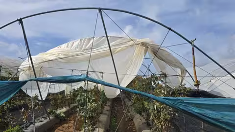 Da&ntilde;os en explotaciones de fresa (Foto Cooperativas Agro Alimentarias Huelva)