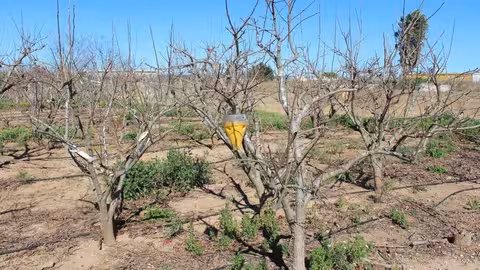Finca de caqui con una plaga (Foto La Uni&oacute;)