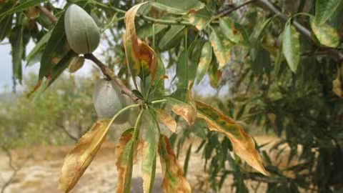 Xylella Fastidiosa en almendro (Foto La Uni&oacute;)