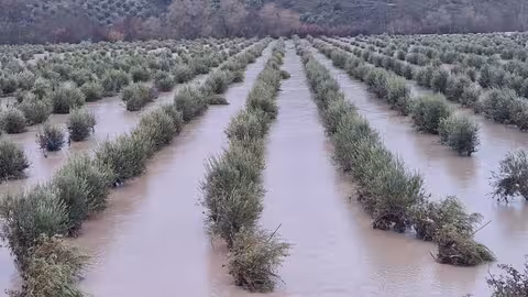 Olivos inundados en &Iacute;llora tras el paso del tren de borrascas (Foto COAG Granada)