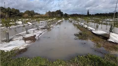 Inundaci&oacute;n en cultivo de aguacate (Foto Ifapa)