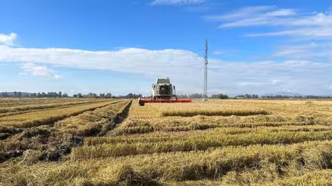 Cosechando arroz (Foto UPA-UCE Extremadura)