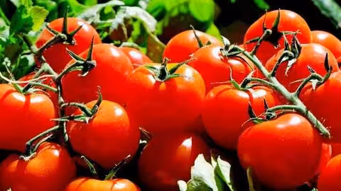 Tomates (Foto Uni&oacute;n de Uniones)