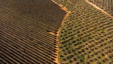 Vista a&eacute;rea de un olivar (Foto Greenpeace)