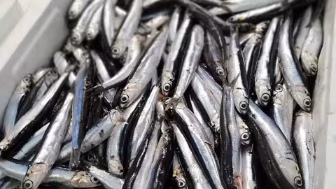 Anchoa del Cant&aacute;brico (Foto MAPA)