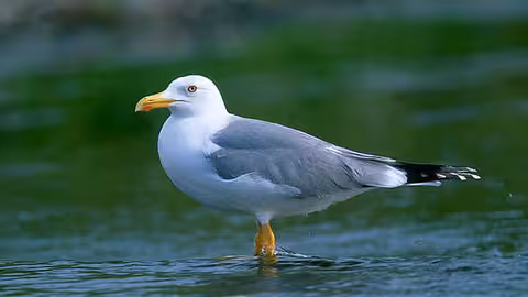 Gaviota patiamarilla (Foto SEO BirdLife)