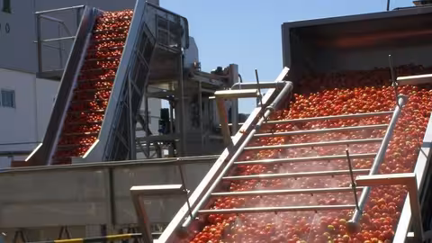 Tomate para industria (Foto Cooperativas Agroalimentarias de Extremadura)