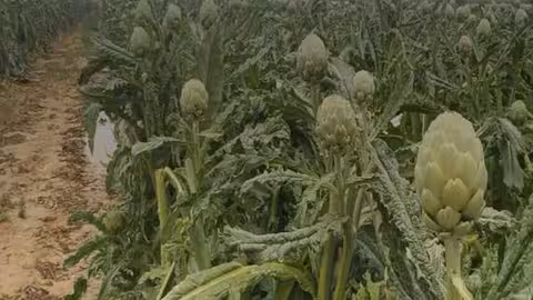 Cultivo de alcachofa tras las lluvias (Foto Asaja Alicante)