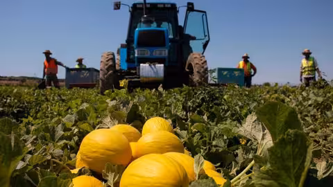 Cosechando mel&oacute;n amarillo (Foto Anecoop)