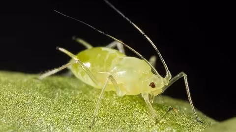 Pulg&oacute;n (Foto Koppert BIological Systems)