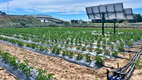 Agrovoltaica ETSIA con tomateras (Foto Universidad de Sevilla)