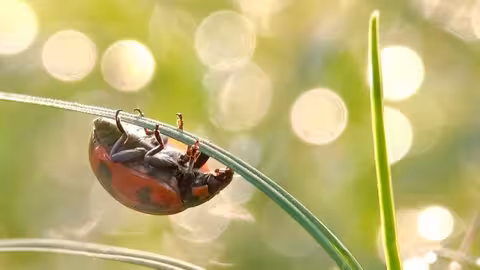 Biocontrol sin generar resistencias (Foto IBMA Espa&ntilde;a)