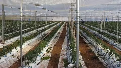 Cultivo de invernadero (Foto Coiam)