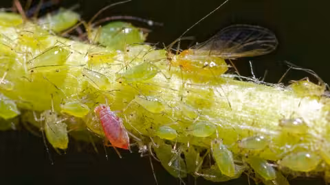 Plaga de pulg&oacute;n: peque&ntilde;os insectos que se alimentan de la savia y debilitan seriamente los cultivos (Fuente Pixabay) Fundaci&oacute;n Ingenio y SOS Rural