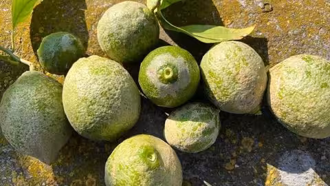 Limones afectados por una plaga (Foto Asaja Murcia)