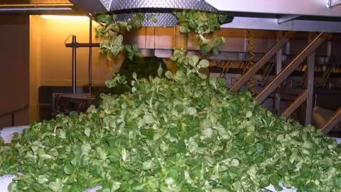 Procesado de verduras de IV Gama (Foto Asociaci&oacute;n Espa&ntilde;ola de Frutas y Hortalizas Lavadas Listas para su Empleo AFHORFRESH)