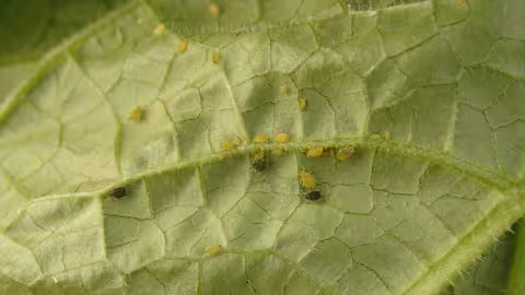Pulgones en cucurbit&aacute;ceas (Foto Syngenta)