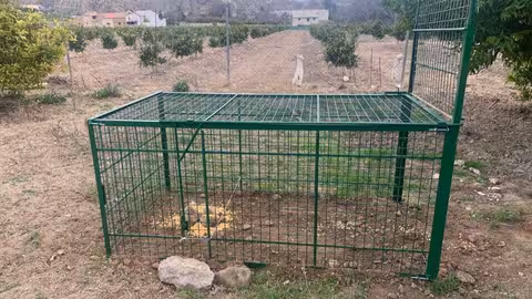 Jaula trampa para el control del jabal&iacute; en la Regi&oacute;n de Murcia (Foto CARM)