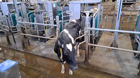 Explotaci&oacute;n de vacuno de leche (Foto Unions Agrarias UU.AA)