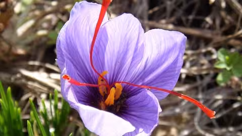 Flor del azafr&aacute;n (Foto Uni&oacute;n de Uniones)