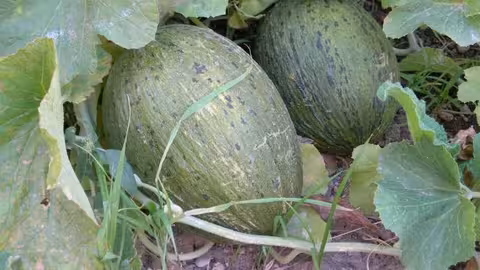 Melonar (Foto Asaja Castilla La Mancha)