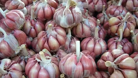 Ajos (Foto Asaja C_LM)