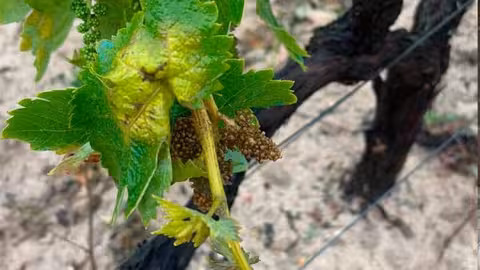 Mildiu en un vi&ntilde;edo (Foto DOP Condado de Huelva)