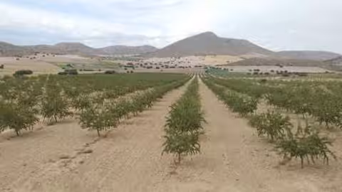 Da&ntilde;os por helada (Foto Asaja Almer&iacute;a)
