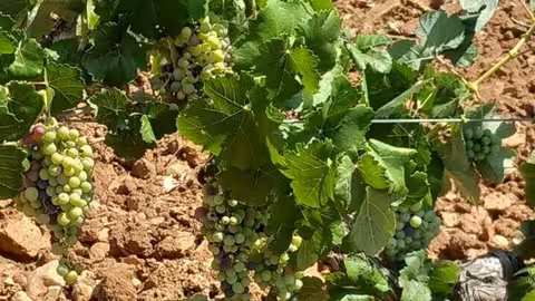 Vi&ntilde;edo (La Uni&oacute;)