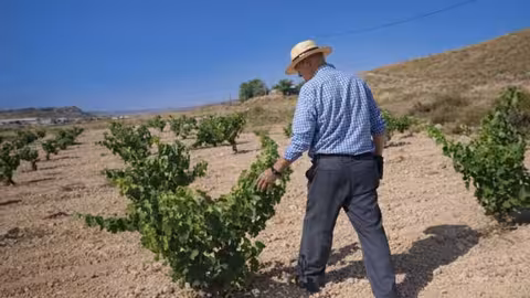 Agricultor trabajando en un vi&ntilde;edo (Foto UPA Murcia)