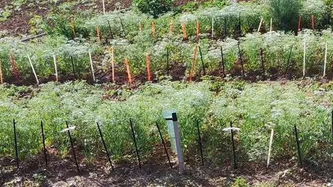 Plantaci&oacute;n de an&iacute;s en floraci&oacute;n (Foto Fundaci&oacute;n Descubre)