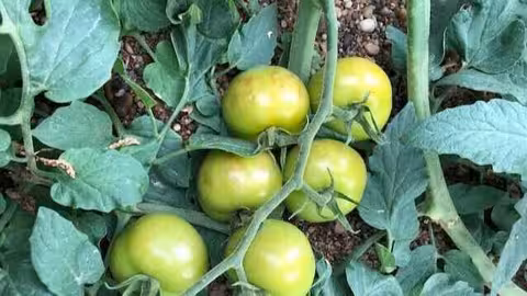 Virus rugoso del tomate (Foto Junta de Andaluc&iacute;a)