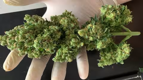 Cannabis legal (Imagen de Tiago Santillan en Pixabay)