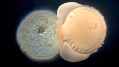 Interacci&oacute;n entre dos especies bacterianas colonizadoras de la ra&iacute;z de plantas. Se observa como &lsquo;Pseudomonas knackmussii&rsquo; (derecha) empieza a crecer sobre la colonia de &lsquo;Stutzerimonas stutzeri&rsquo; (izquierda) // Foto Fundaci&oacute;n Descubre