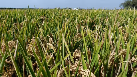 Cultivo de arroz (Foto Cooperativas AgroAlimentarias)