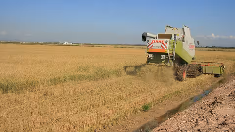 Cultivo de arroz en La Albufera (Foto AVA-Asaja)